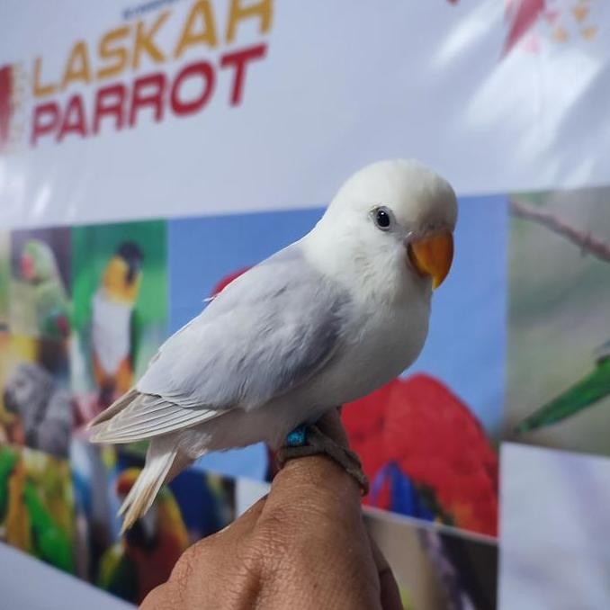 Lovebird Nonklep Jinak Manja Skill FTM murah