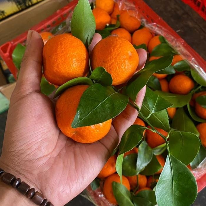 jeruk santang madu 1kg