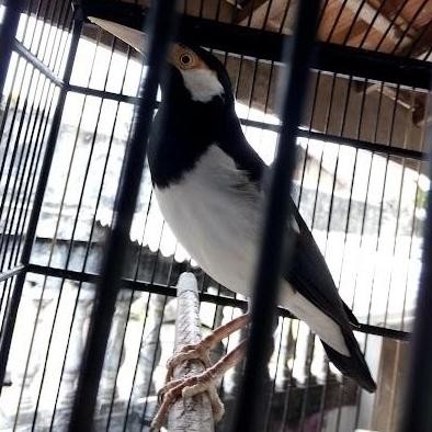 burung jalak suren betina mapan siap kawin murah