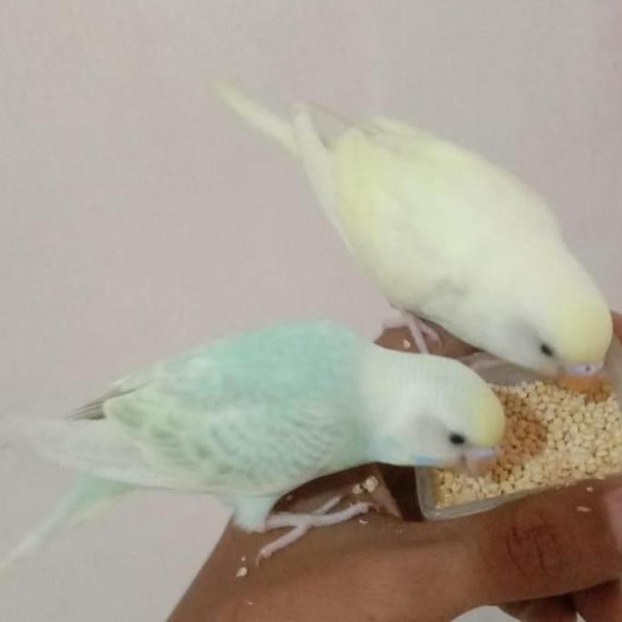 Parkit Jinak Burung Jinak manja dan skill murah