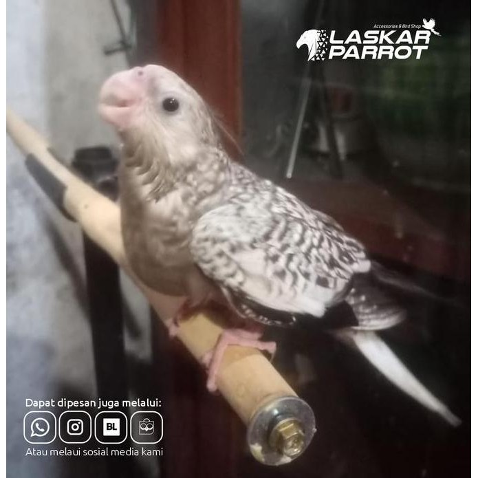 Burung Jinak Falk Jantan White Face Pearl murah