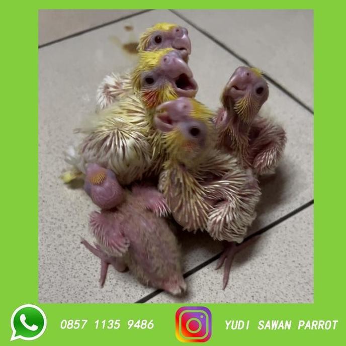 falk australia murah