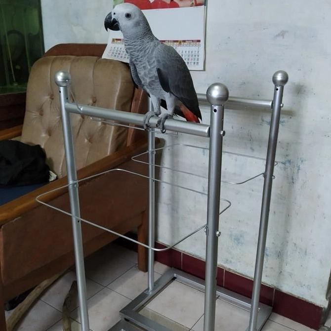 Tangkringan pangkringan burung parrot kakatua africran grey hans macaw murah