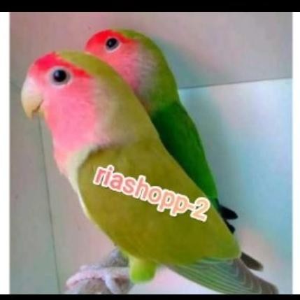 burung lovebird non klep sepasang dewasa mewah mempesona murah