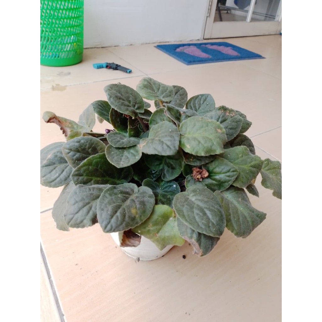 TANAMAN AFRICAN VIOLET