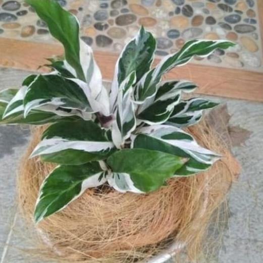 Promo tanaman hias chalatea tisu/bulu ayam + pot tawon putih COD