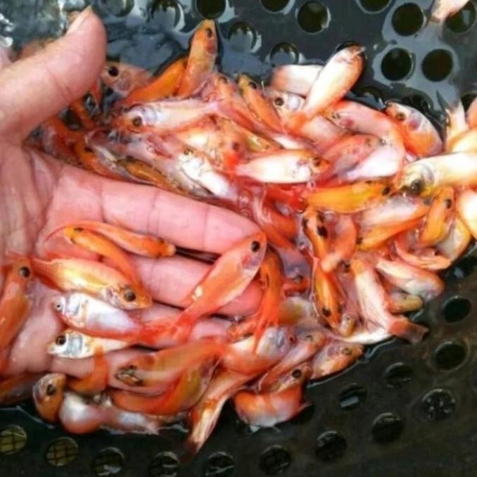 Promo Bibit Nila Merah, Benih Nila Merah 1 liter COD
