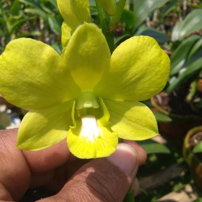 Promo Anggrek/ tanaman anggrek jumbo COD