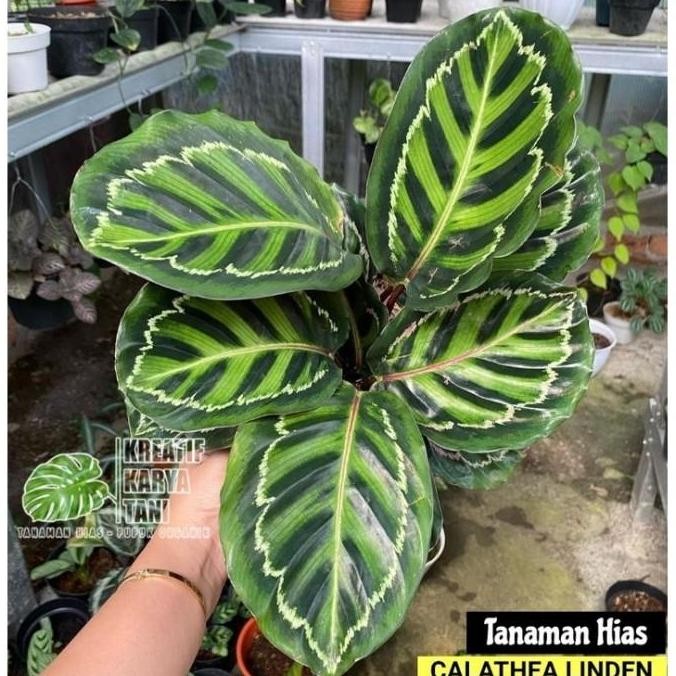 Promo Tanaman Hias Calathea Linden - Calathea Linden COD