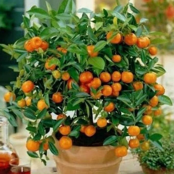 Bibit Tanaman Buah Jeruk Nagami-Bibit Jeruk-Bibit Nagami-Bibit yang cepat berbuah