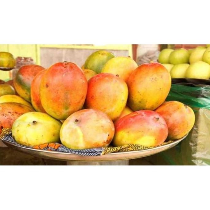 Bibit Tanaman Buah Mangga Afrika - Pohon Mangga Afrika Cepat Berbuah yang cepat berbuah