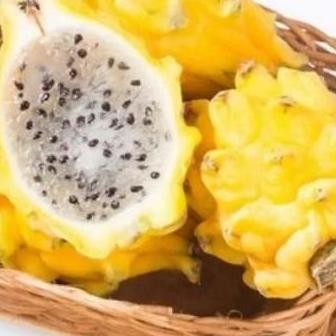 Bibit Pilihan Buah Naga Kuning Ekuator | Biji Benih Buah Naga Kuning TOB1 yang cepat berbuah