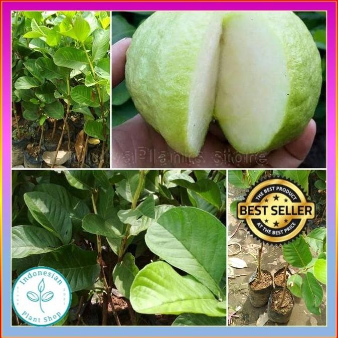 BIBIT TANAMAN JAMBU KRISTAL NON BIJI BENIH JAMBU KRISTAL BUAH JAMBU yang cepat berbuah