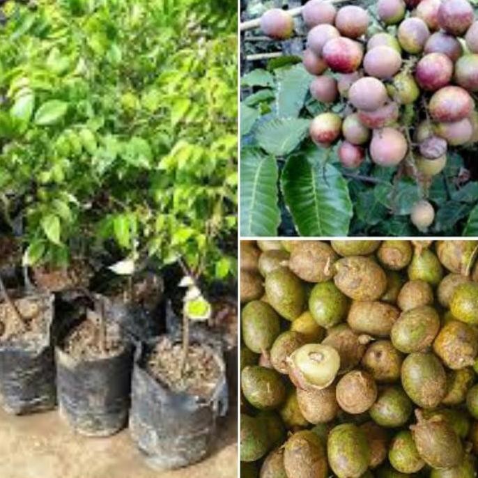 Bibit Tanaman Buah Matoa tinggi cepat Berbunga