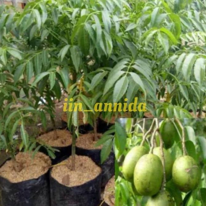 Bibit kedondong/bibit tanaman buah dondong /kedondong OBRAALL yang cepat berbuah