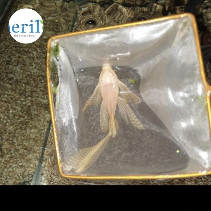 Albino Brushmouth Slayer pleco size Indukan muda 8-10cm, Satu Pasang / sapu pleco Jantan dan Betina 