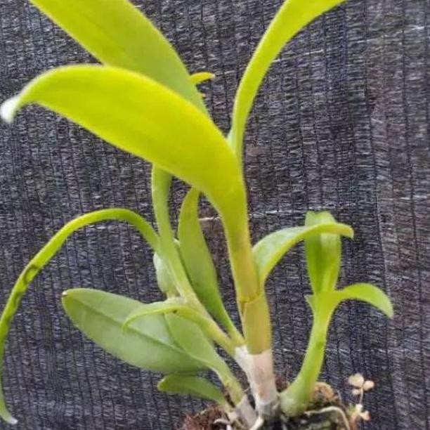 DT13 >> PROMO PAKET ANGGREK DENDRO 6 JENIS DEWASA