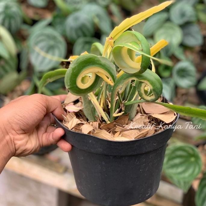 Tanaman hias wijaya kusuma tanduk varigata - Wijaya kusuma varigata