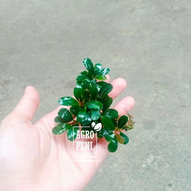 BUCEPHALANDRA MINI CLUMP MINI COIN - TANAMAN HIAS AQUASCAPE
