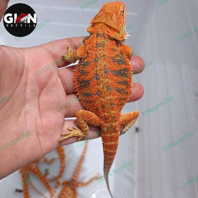 Deepanim- Bearded Dragon Super Red Hypo Trans 5-30Cm
