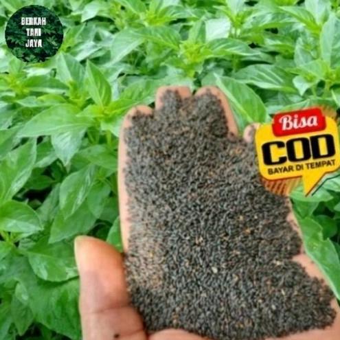 Promo Benih Bibit Sayur Kemangi 1Kg Cod