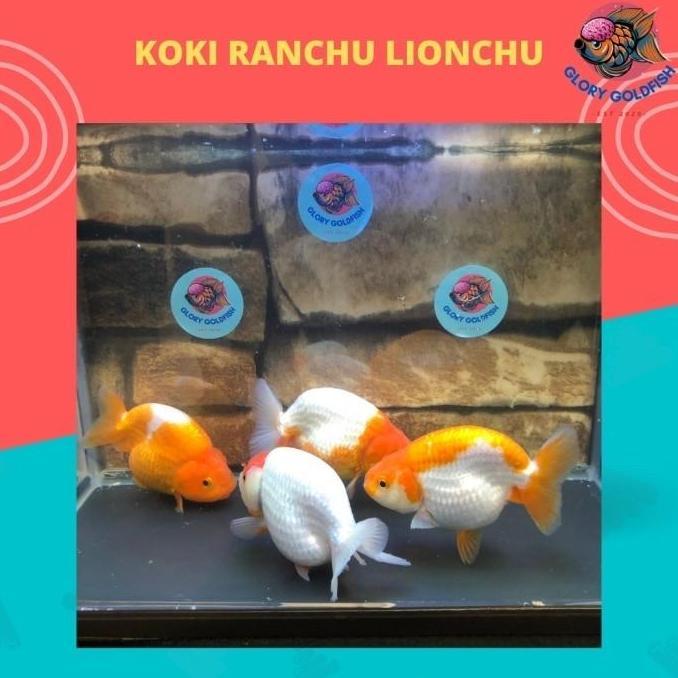 IKAN MAS KOKI RANCHU LIONCHU SUPER QUALITY