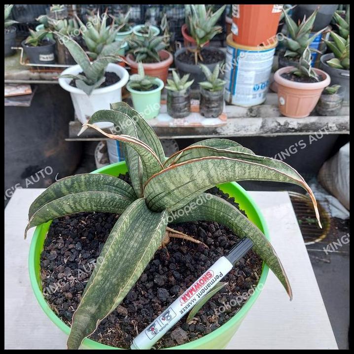 GRATIS ONGKIR SANSE - SANSEVIERIA SINUS ZIMBABWE 14-12-2021 