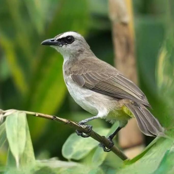 TRUCUKAN JATIM BETINA MULUS