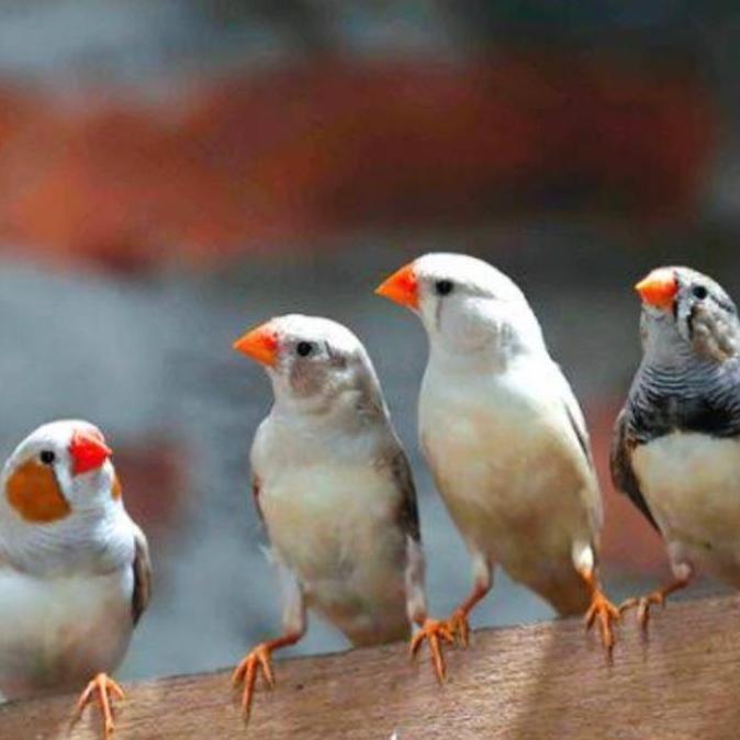 BURUNG ZEBRA FINCH BETINA BAGUS