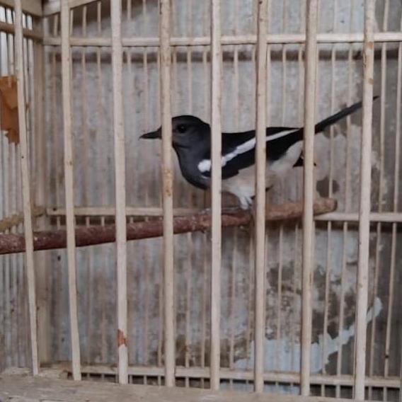 BURUNG KACER BETINA