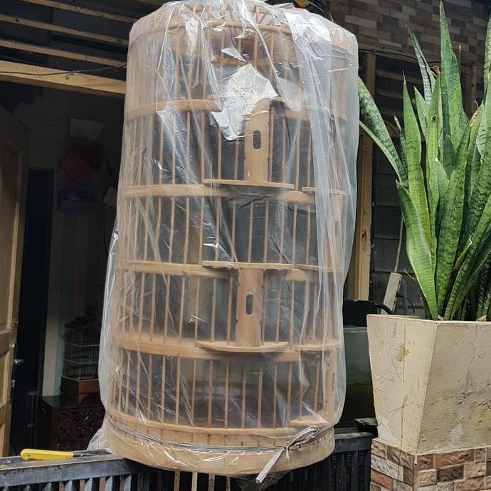 dongdang lepas burung merpati dara