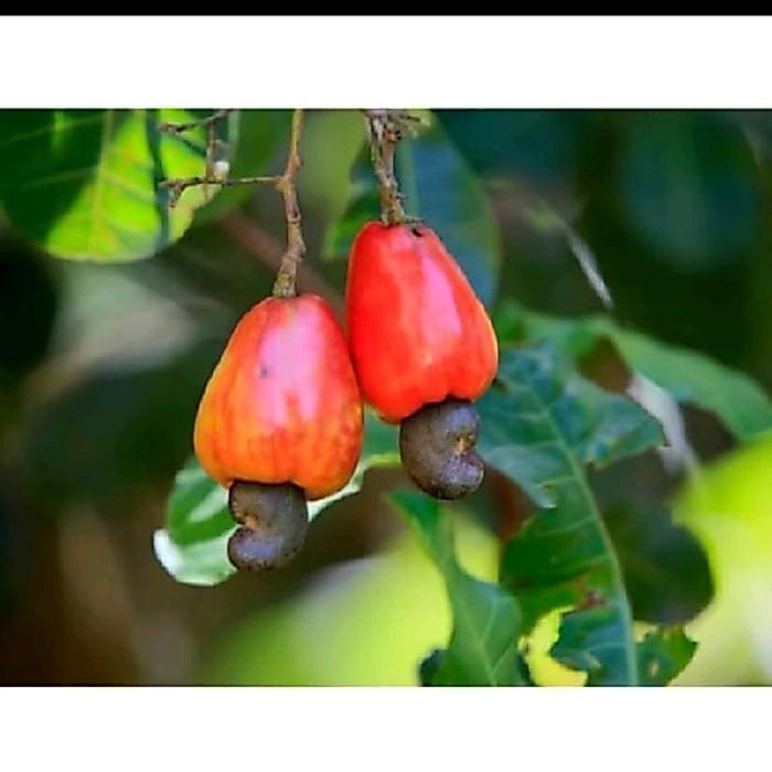 READY Biji Benih Jambu Mete atau Jambu Monyet Isi 4 Pcs - Tanaman Unik dengan Manfaat Sehat dan