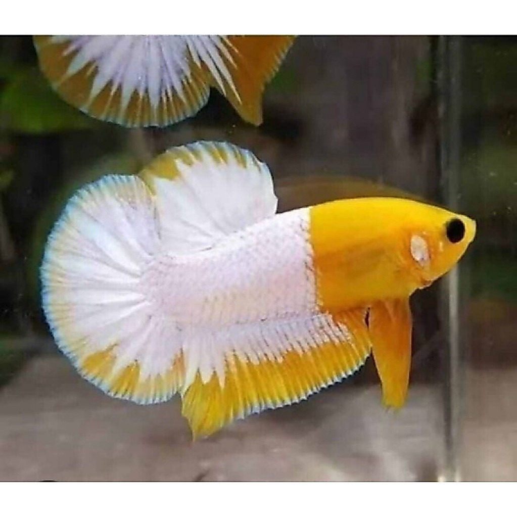 Promo Cupang Plakat Yellow FCCP Hiasan Aquarium Estetik Cupang Yellow FCCP  Berkualitas Murah