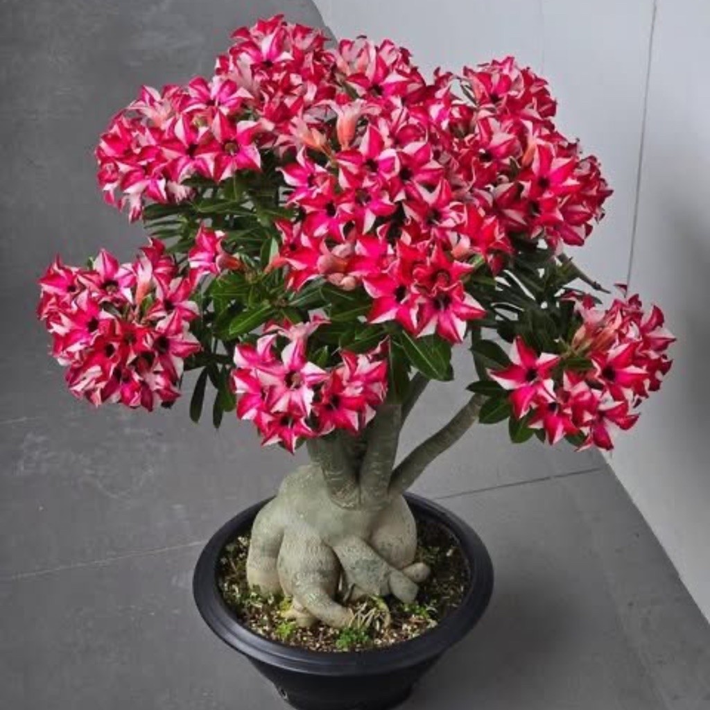 TANAMAN HIAS BUNGA ADENIUM TUMPUK || BUNGA ADENIUM TUMPUK