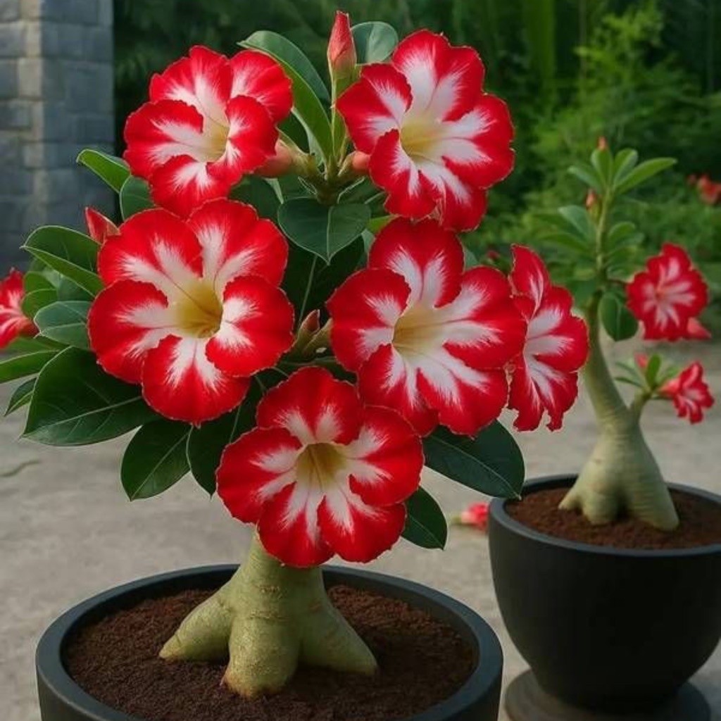 TANAMAN HIAS BUNGA ADENIUM TUMPUK || BUNGA ADENIUM TUMPUK