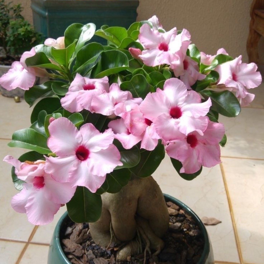 TANAMAN HIAS BUNGA ADENIUM TUMPUK || BUNGA ADENIUM TUMPUK