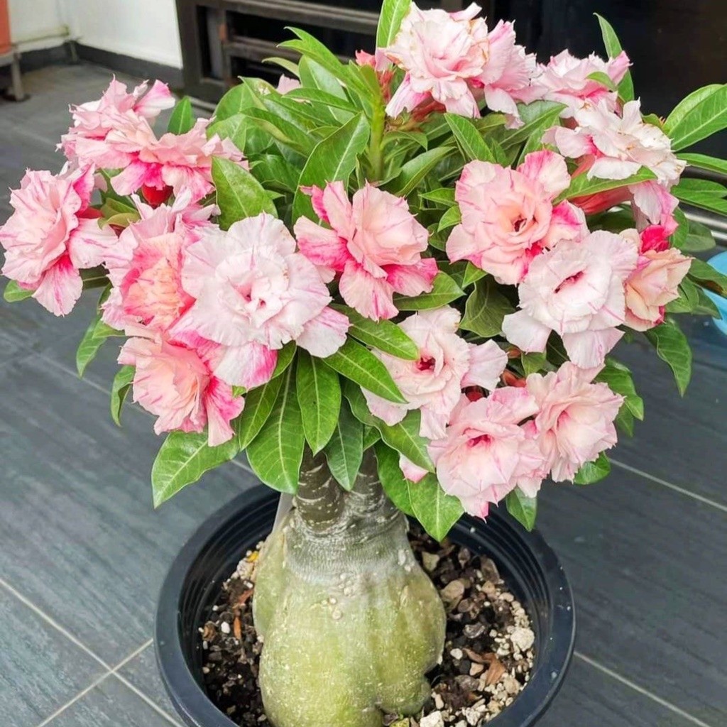 TANAMAN HIAS BUNGA ADENIUM TUMPUK || BUNGA ADENIUM TUMPUK