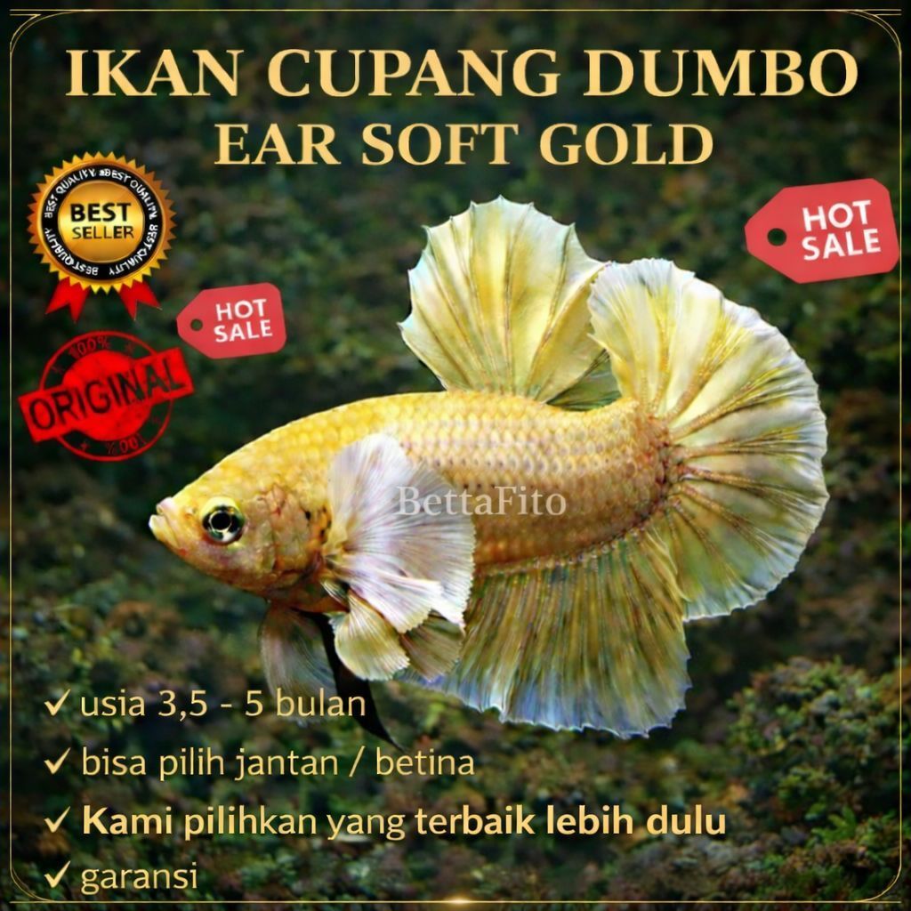 BettaFito PK DUMBO EAR GOLD