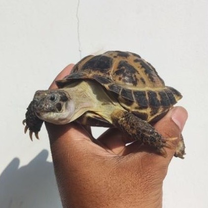 RUSSIAN TORTOISE ±9CM