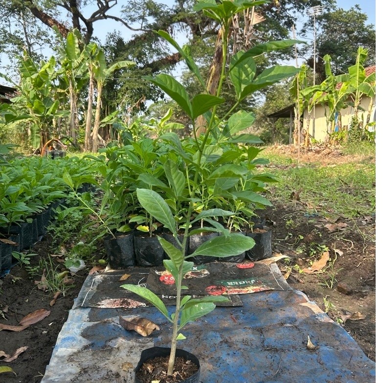 bibit pohon baobab / kaki gajah / adansonia / tinggi 1m