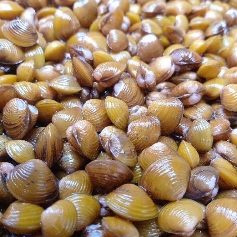 Kerang Remis HIDUP Air Tawar 1kg | Kerang Fresh Segar | Fresh
