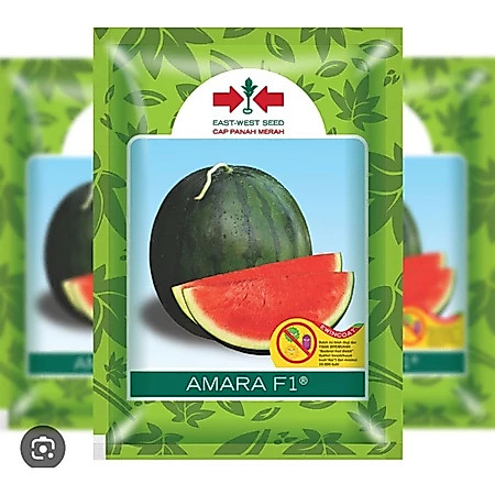 Benih bibit semangka non biji AMARA F1 360 BUTIR