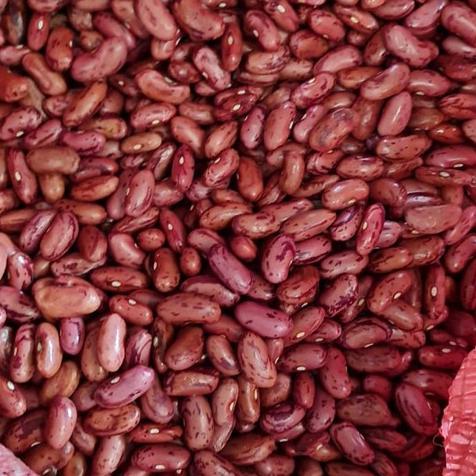Kacang Merah / Kacang Merah Jogo / Kacang Merah Super Import 1kg makanan