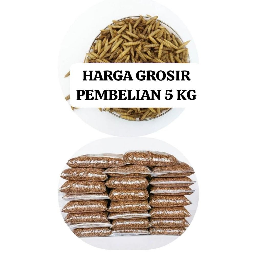 MAGGOT KERING GROSIR/MAGOT MURAH/KEMASAN 1 KG MINIMAL PEMBELIAN 5 KG