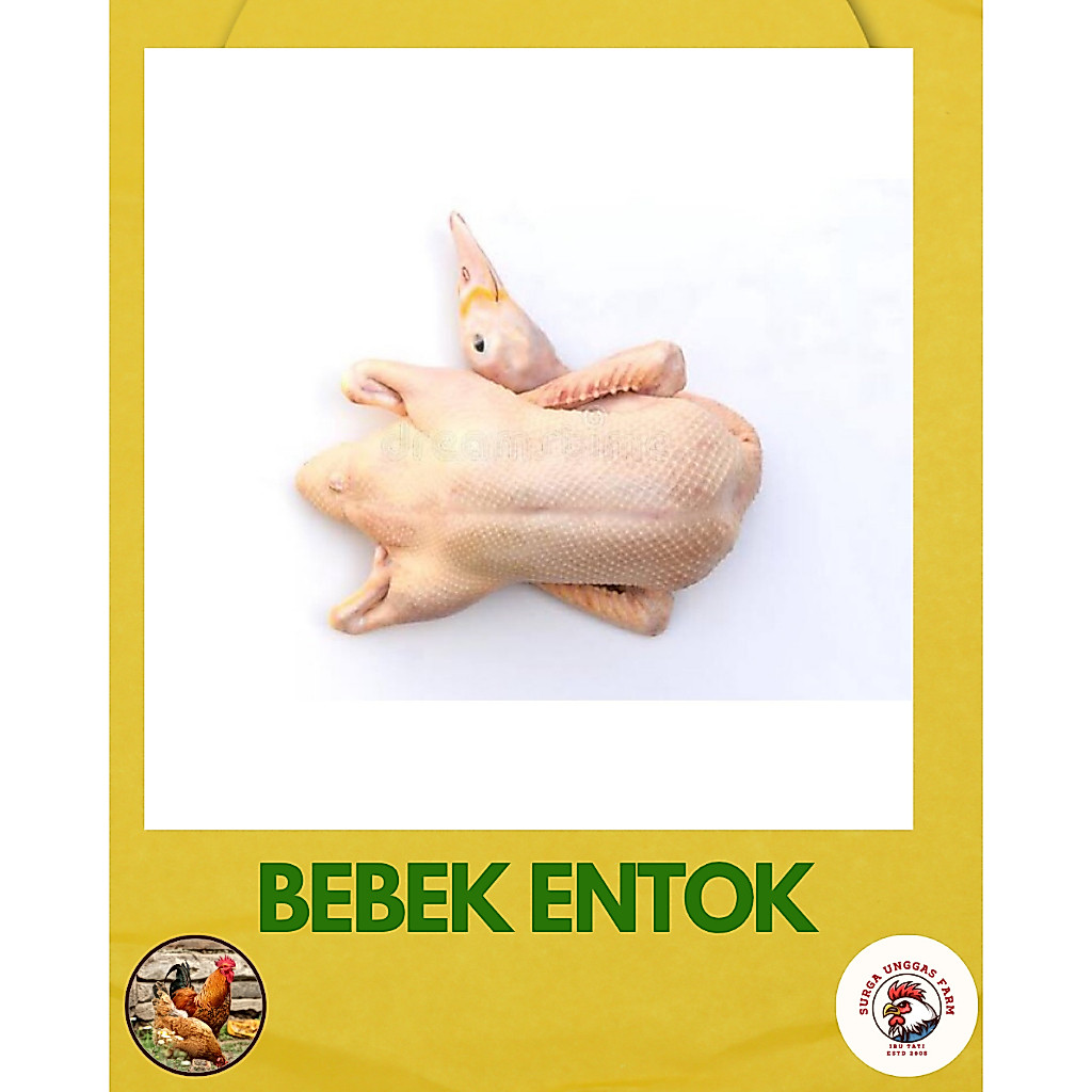 BEBEK ENTOK SEGAR DAGING BERKUALITAS (BERAT HIDUP)
