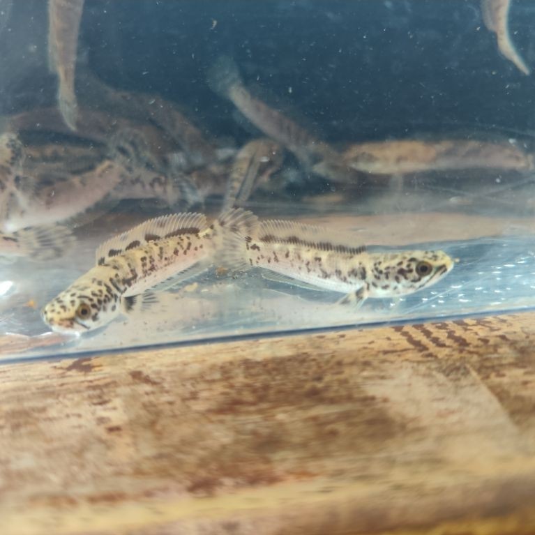 Limbata Granit real foto asli
