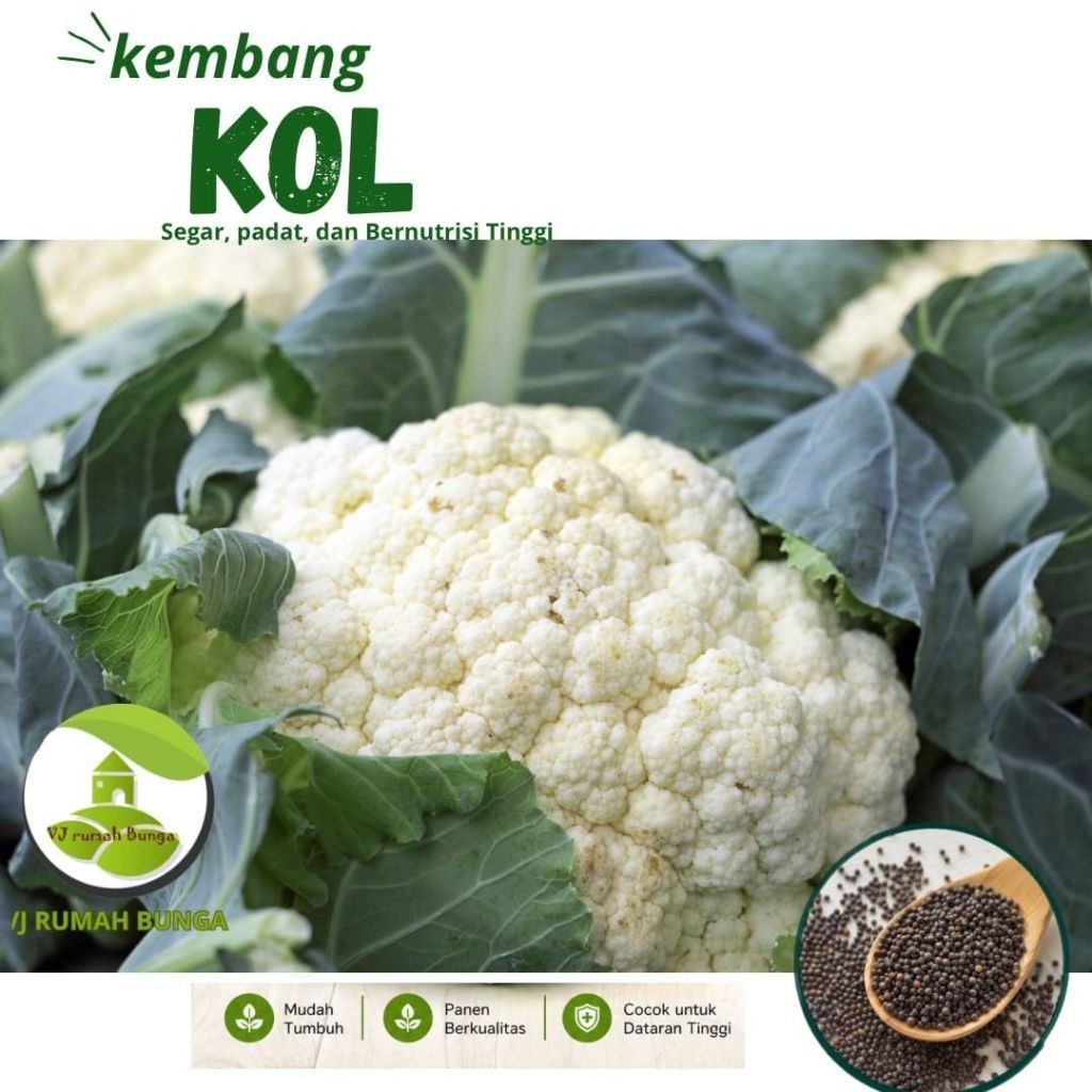 Benih Bibit Kembal Kol Benih Bunga Kol