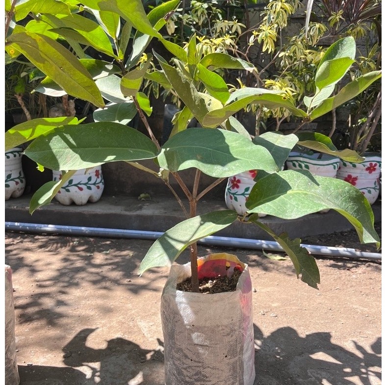 Bibit buah jambu air citra