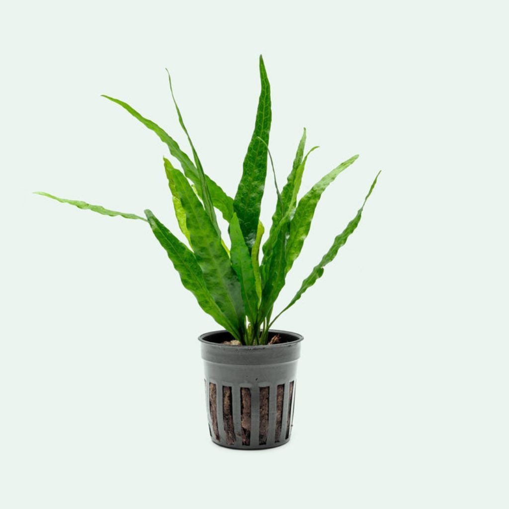 Kadaka Narrow Leaf – Tanaman Aquascape