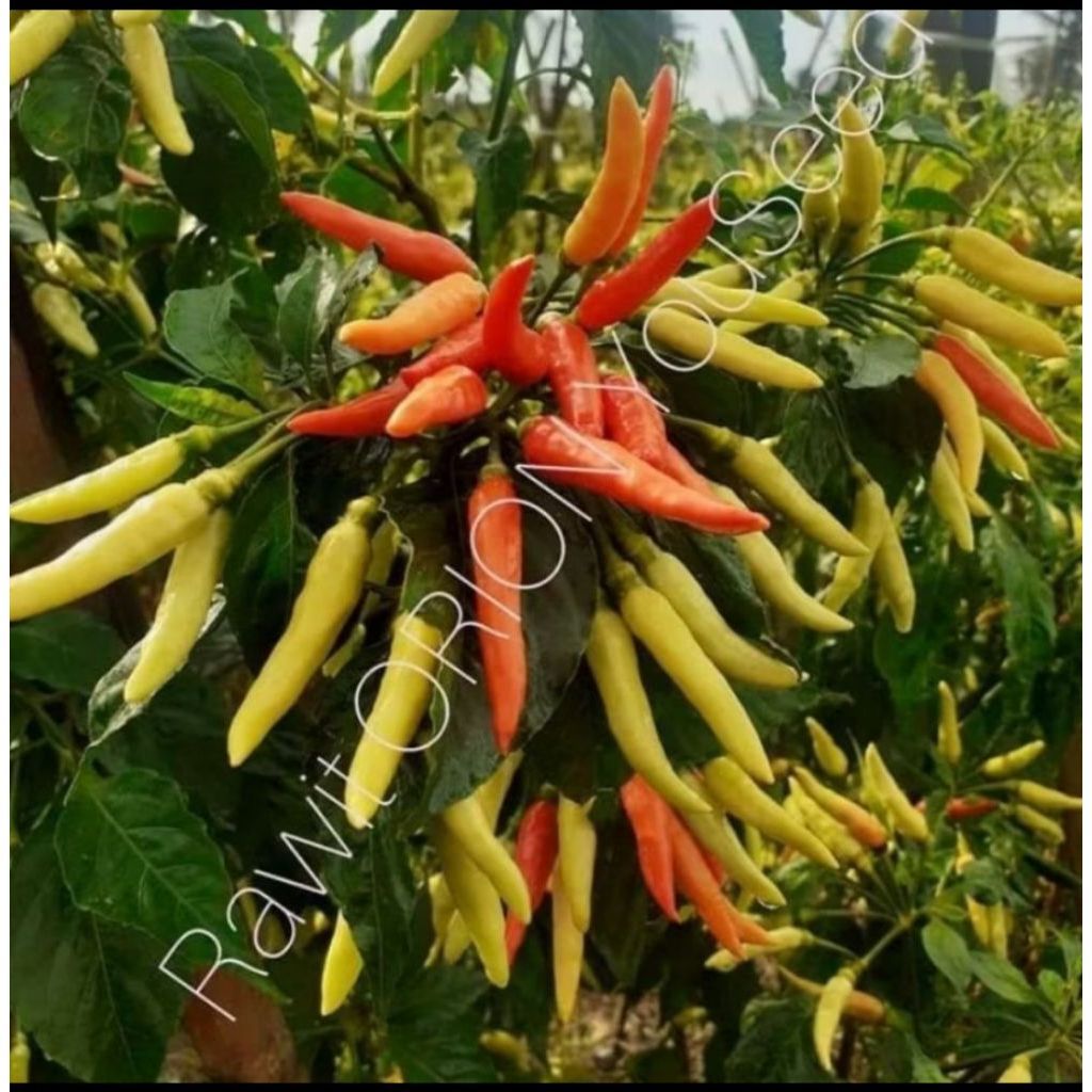 100 Biji Benih Cabe Rawit Orion F1 Tahan Hama